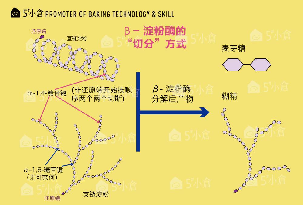 面包理论拆解淀粉酶思考酵素到底什么鬼