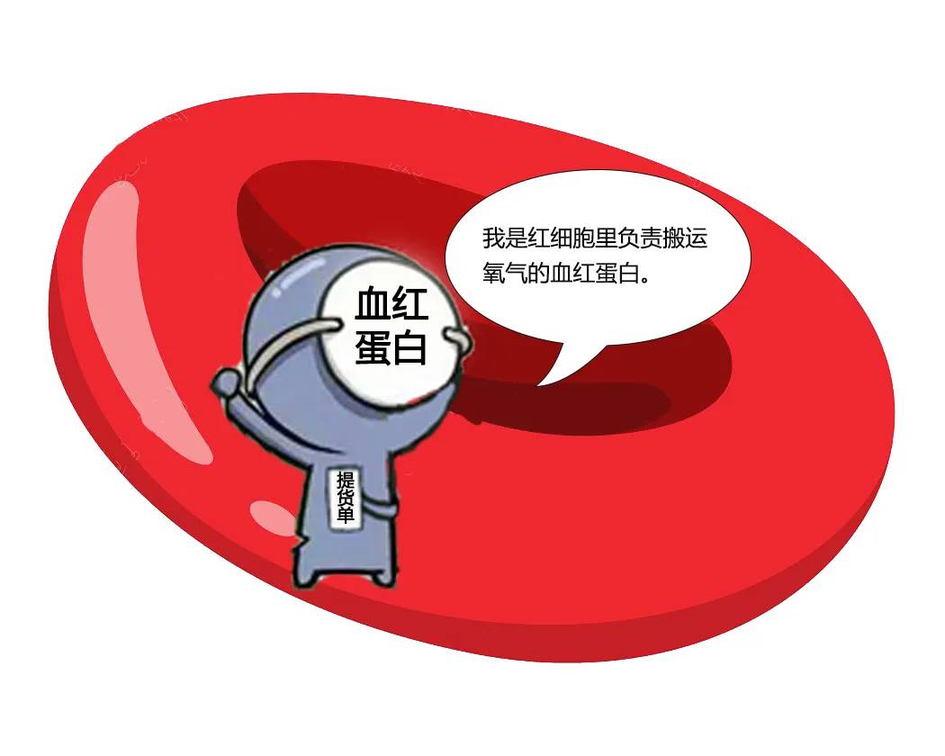 血红蛋白 来自搜狐网