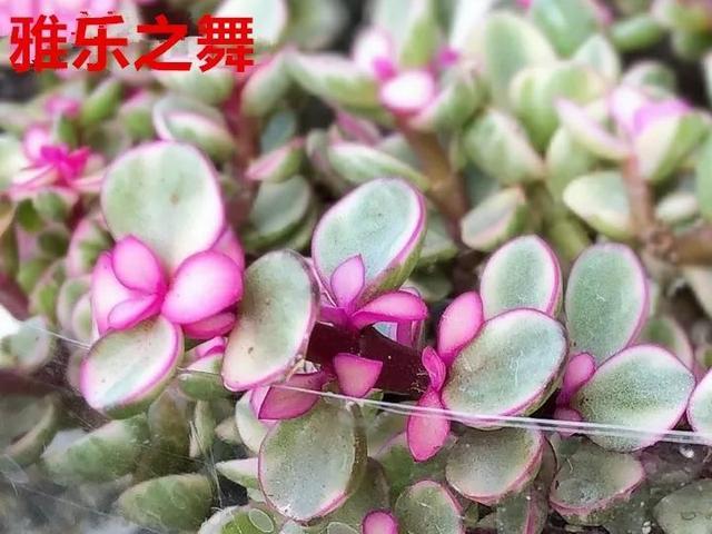 金枝玉叶和雅乐之舞就差一个色学会4招轻松养成悬崖桩