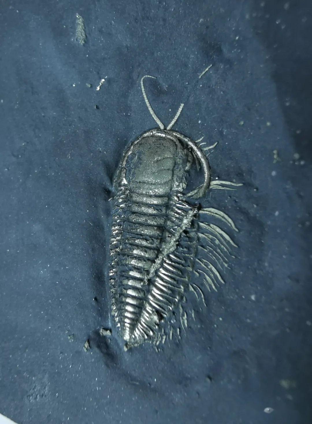 黄铁矿化化石不完全大盘点-2_三叶虫