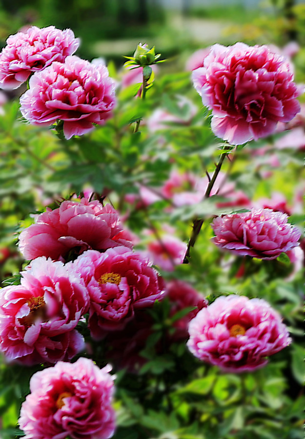 花开满屏云赏牡丹