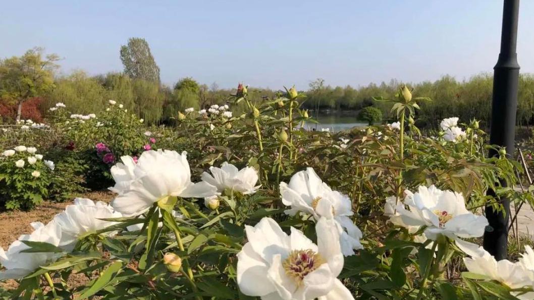 千亩牡丹园迎八方游客太白湖畔60万株牡丹竞相开放