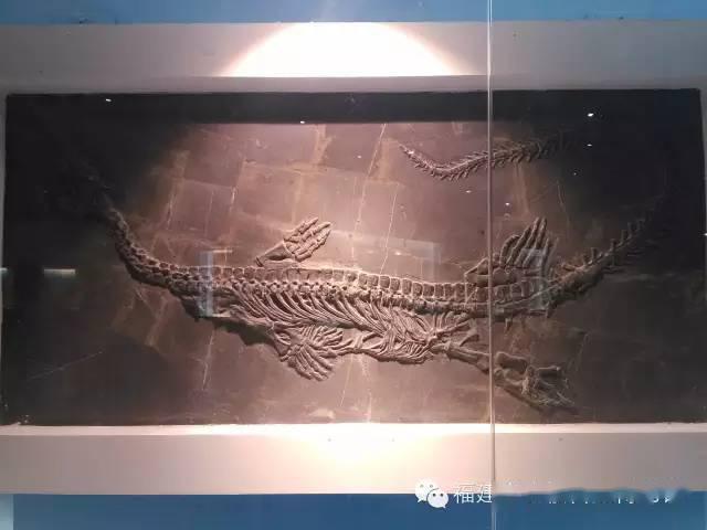 幻龙 化石图片