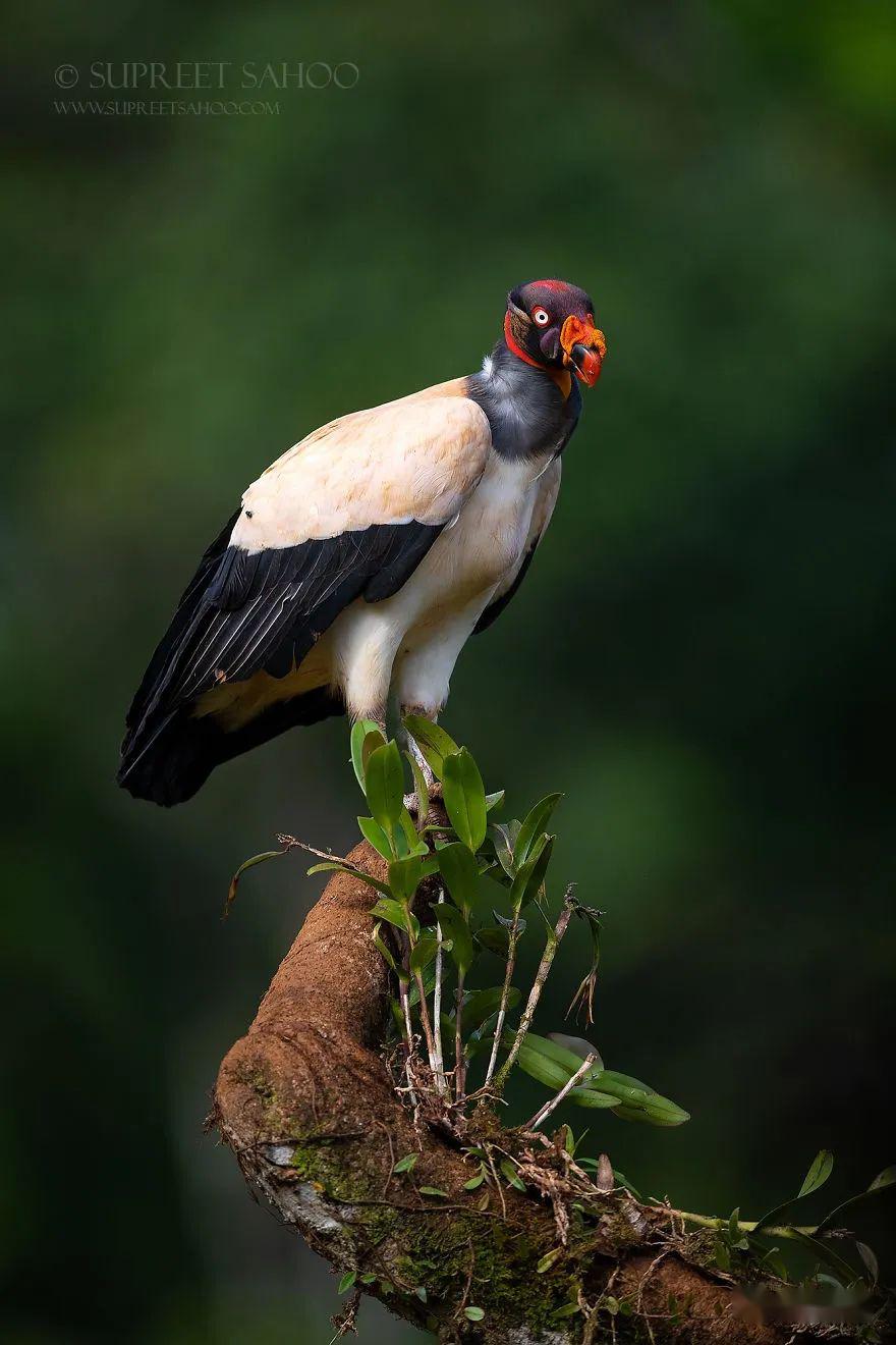 物竞天择自由自在的野生动物上