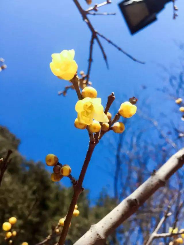 观赏地点:迎晖殿,日天琳宇赏花时间:2月—3月已值深冬,百花残,唯有