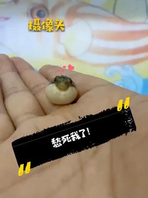 我是无敌小可爱冰雪乖巧我可以豚哥带你玩狗头豚嫂