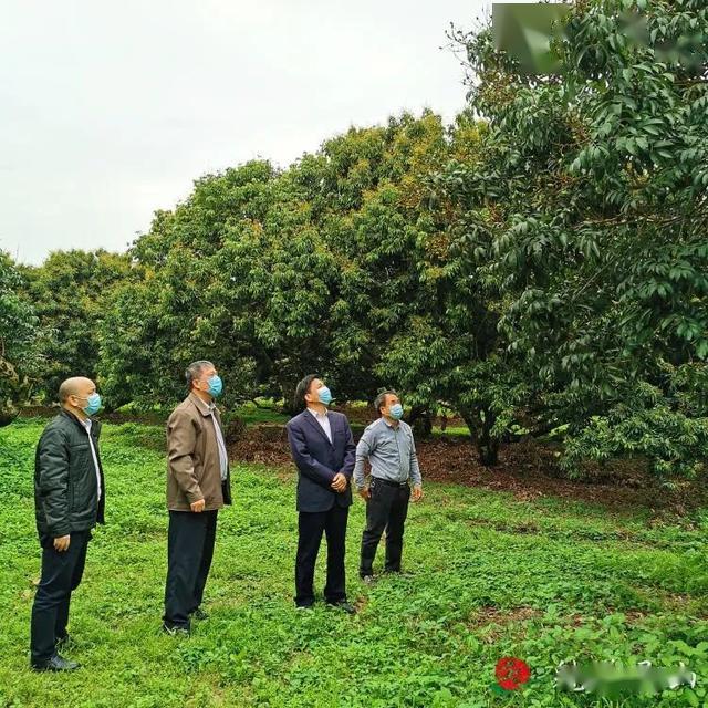 2020灵山荔枝节刘钦调研荔枝保花保果工作