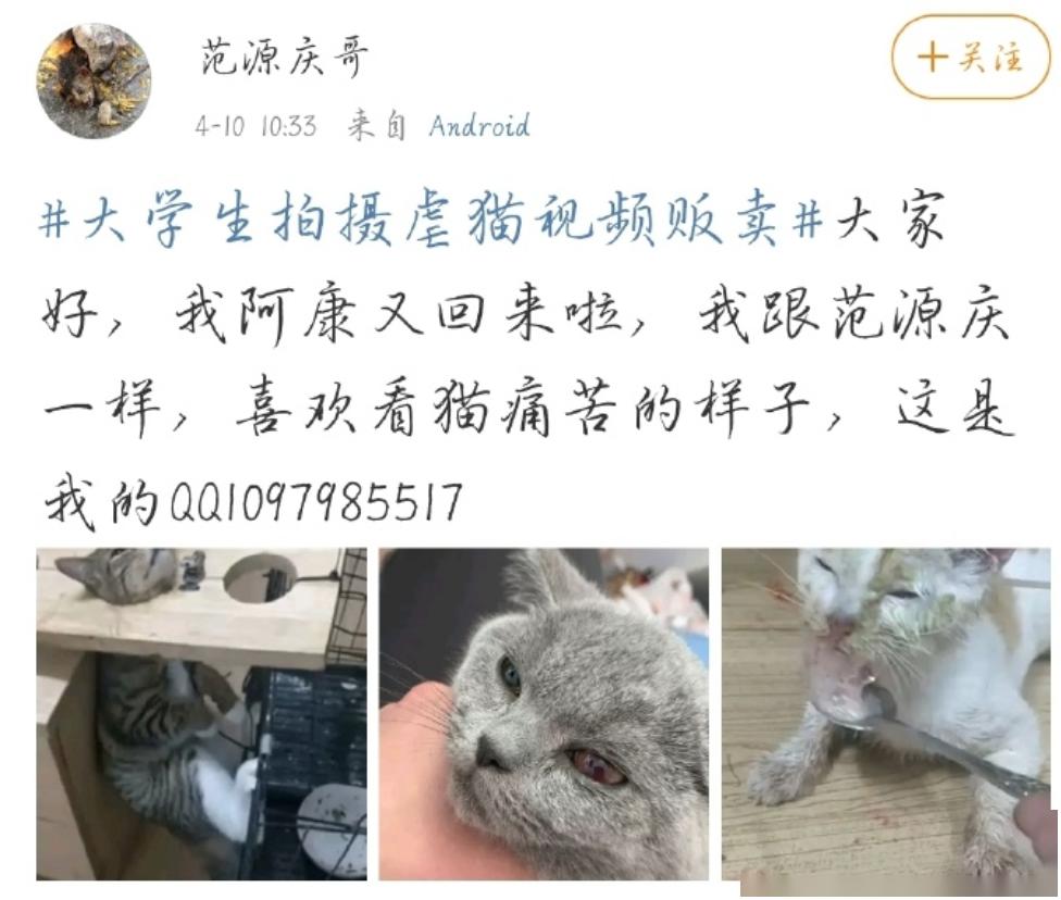 范源庆只不过是替罪羔羊虐猫背后的黑色产业链肮脏到你无法想象