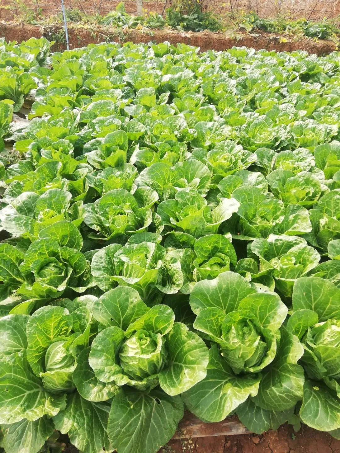 这棵白菜重达762公斤