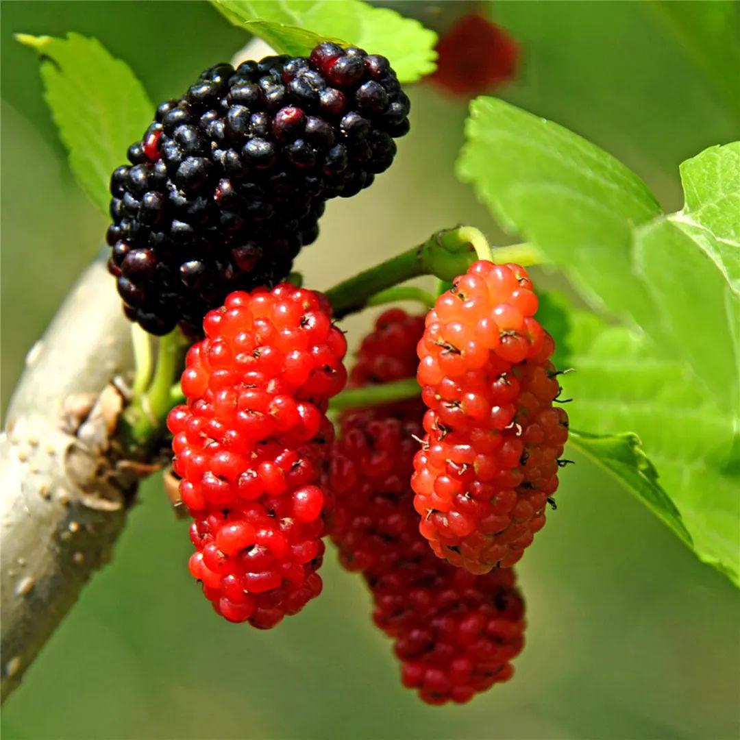 桑椹又被称为"民间圣果",六塘这家果园桑果红彤彤!_桑葚