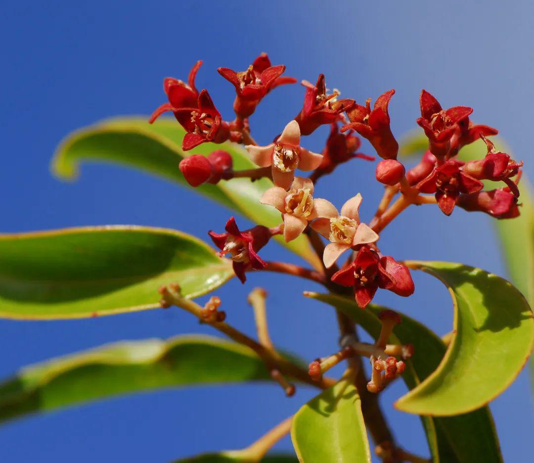 线上展览 | 看花是种世界观——夏威夷考察记