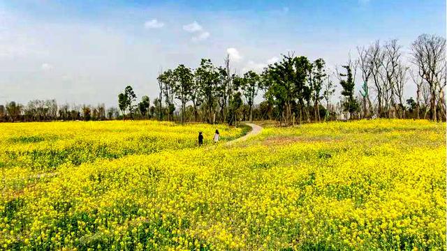 61地址:成都市錦江區駙江路299號61遊玩點:白鷺灣溼地公園白鷺灣