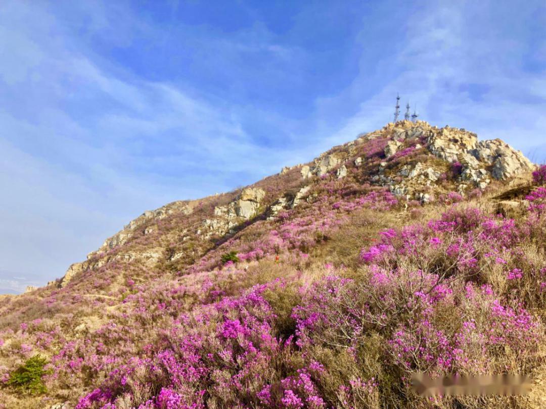 圖片傳真|大連生物|萌芽帶你雲賞花_大黑山