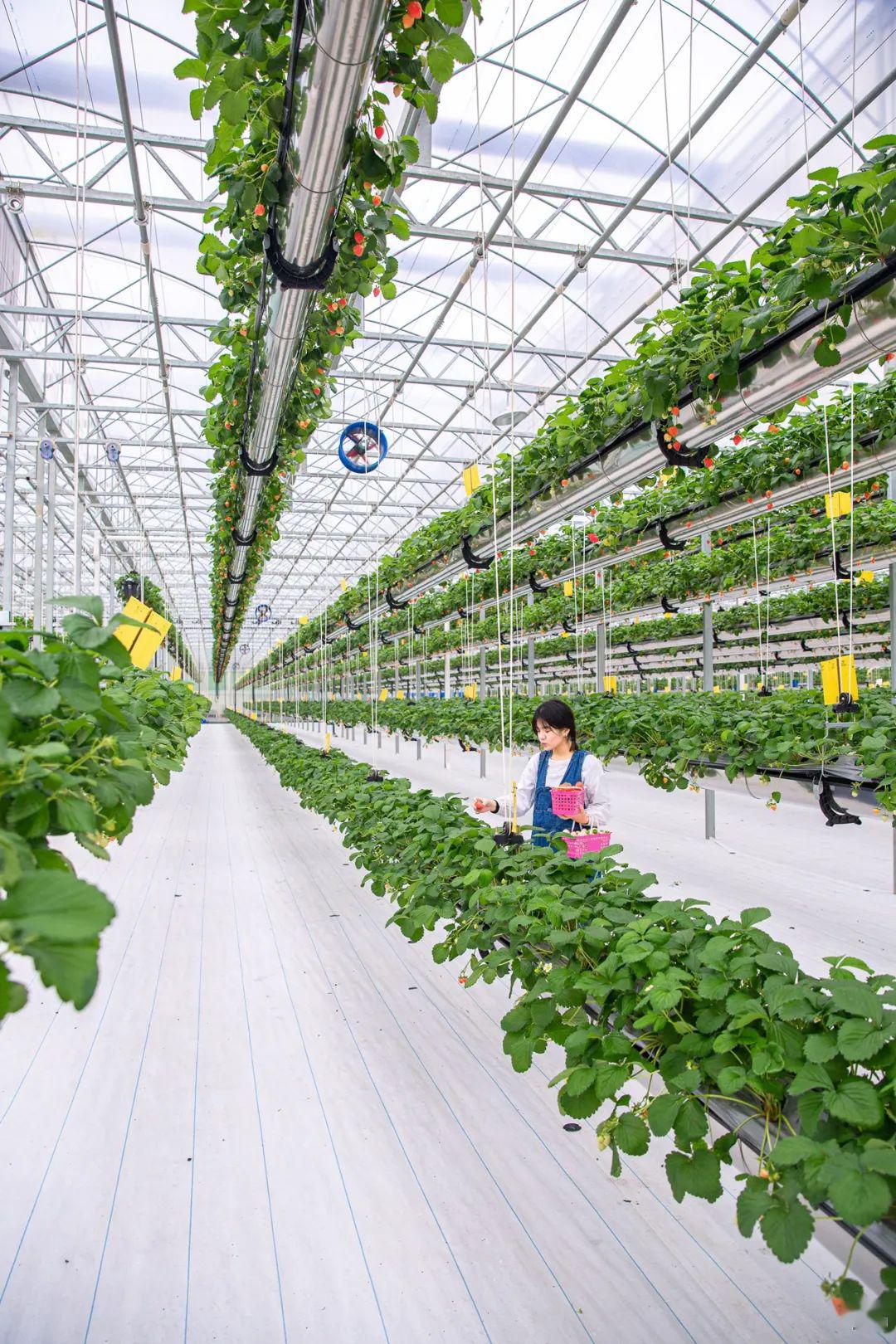 广州首家空中草莓园足足15亩大任摘任吃