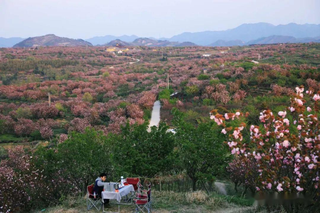 四明山万亩晚樱盛开,到大岚最美观景点看一场日出日落和超级月亮_樱花