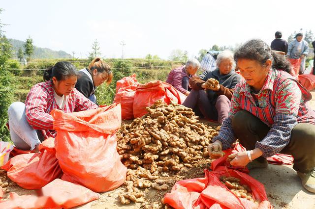 仙桥大花水千亩生姜陆续下种种出群众美好姜来