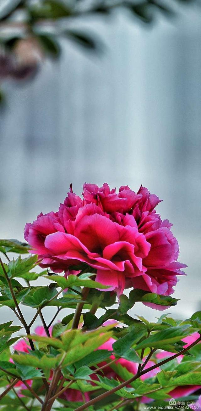 2020年拍摄花朵最大最好看的洛阳牡丹