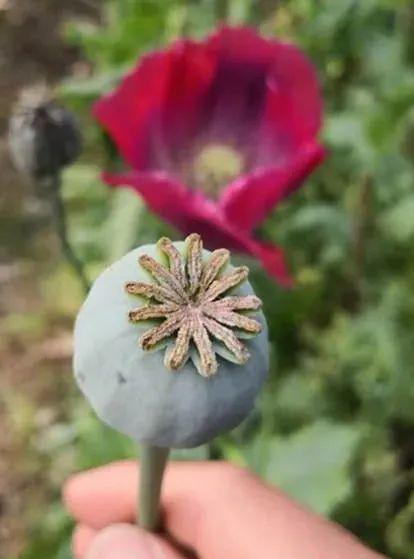 惊安福这位老表竟种植罂粟治病