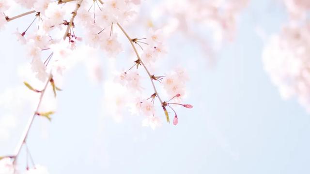 2019ɽϲʮ ѡ