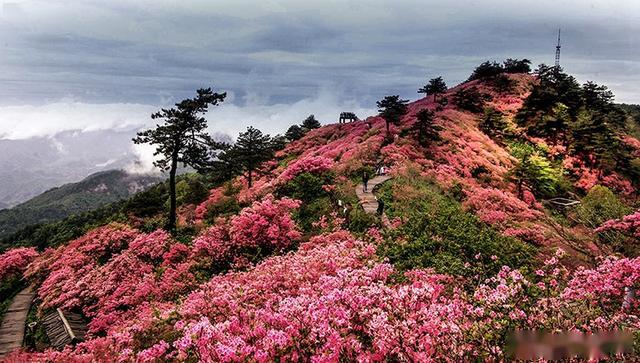 疫後餘生不負山河人間四月打卡荊楚美景02麻城龜峰山杜鵑花海