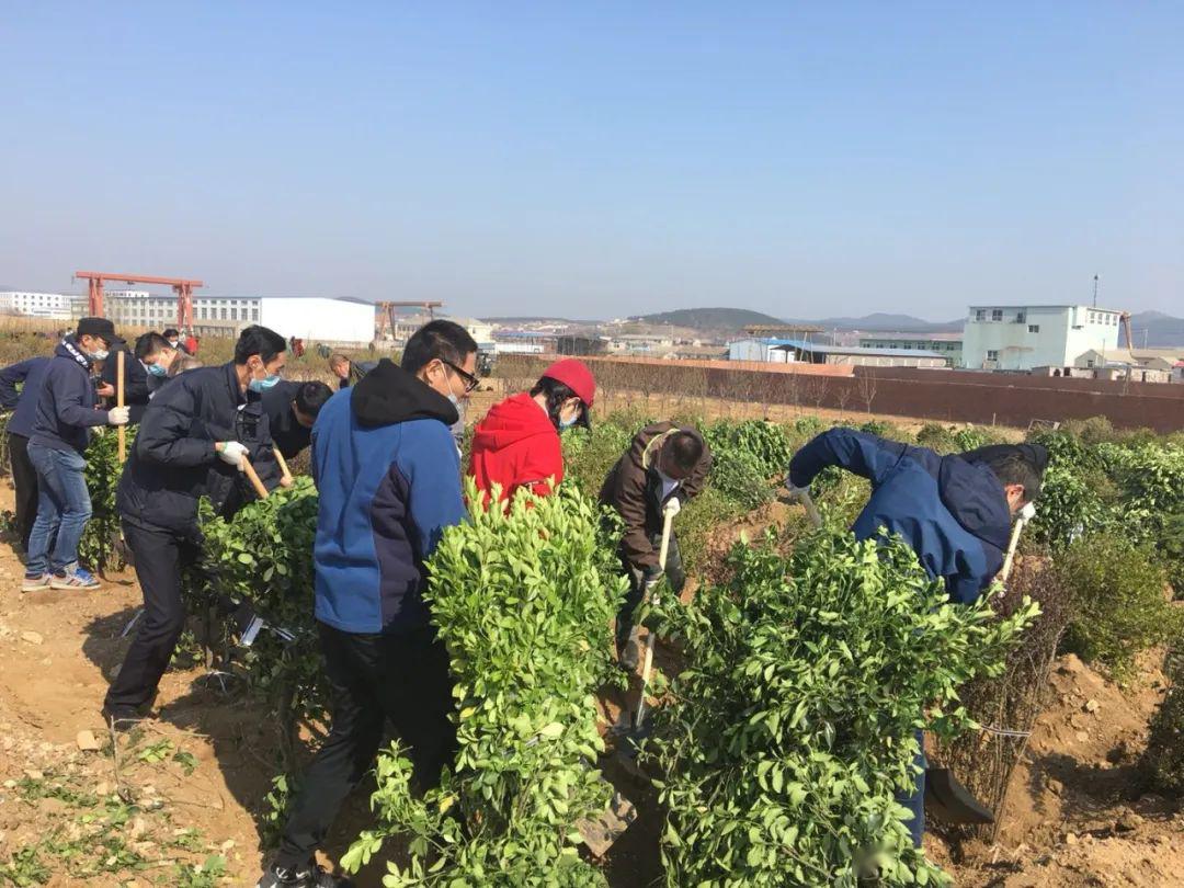 区交通运输局参加旅顺口区义务植树活动