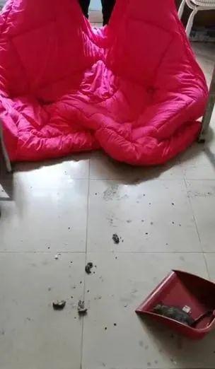 广东一高校宿舍惊现老鼠窝看完视频整个人都不好了