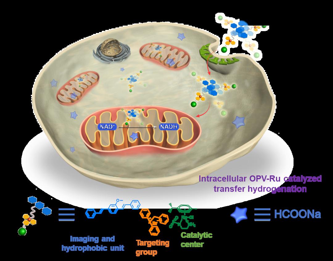 chemistryaeuropeanjournal自组装荧光纳米催化剂在细胞线粒体内原位