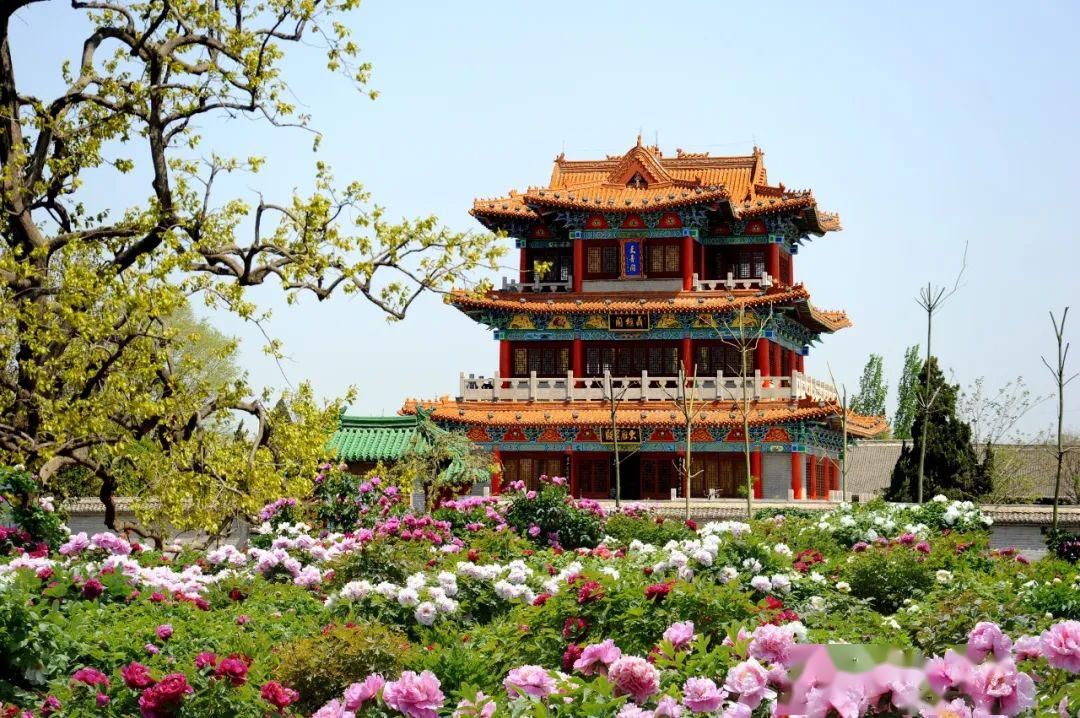 菏泽牡丹在全国刷屏了