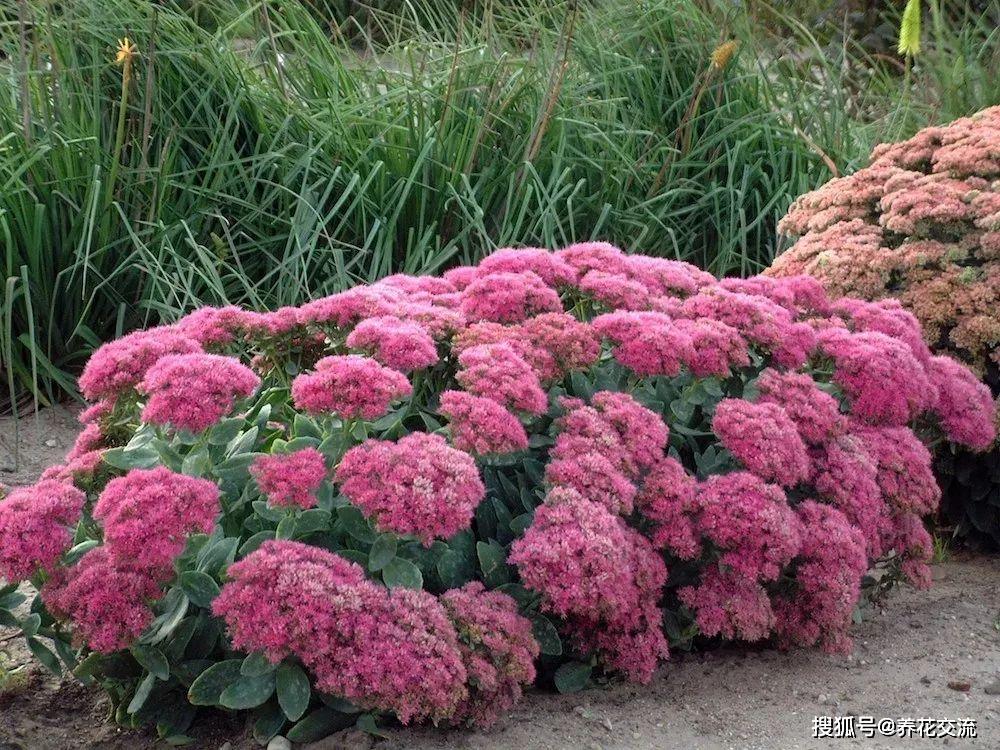 原創6種適合露養在北方院子的耐旱植物不怕乾旱和寒冷就怕潮溼