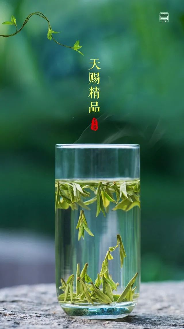 春意浓来品一杯杭州春西湖龙井茶