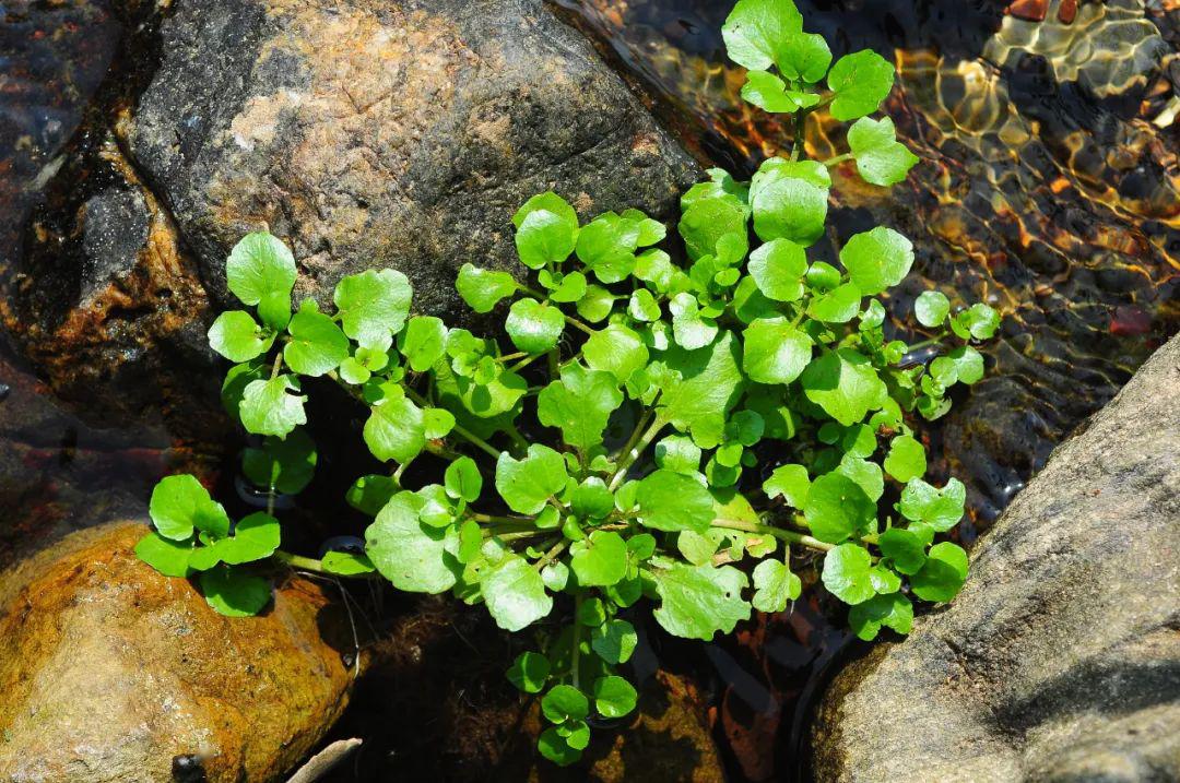 传说中的西洋菜