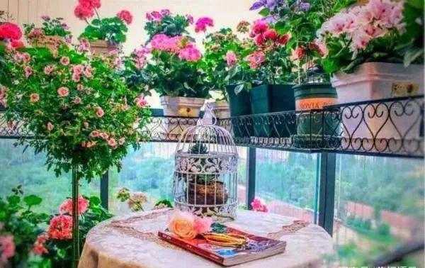 湖北一姑娘养花,7平米阳台变"花园"_天竺葵