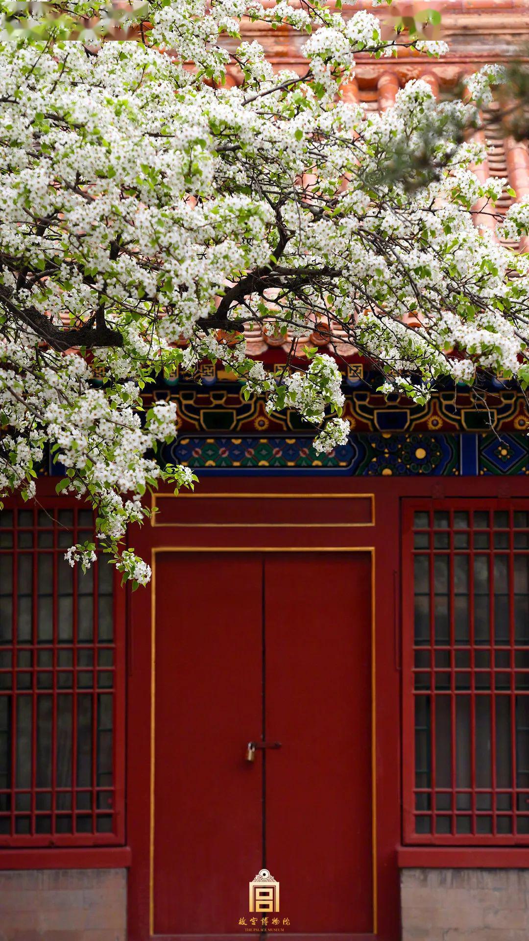 故宫的花又火了真的太太太惊艳