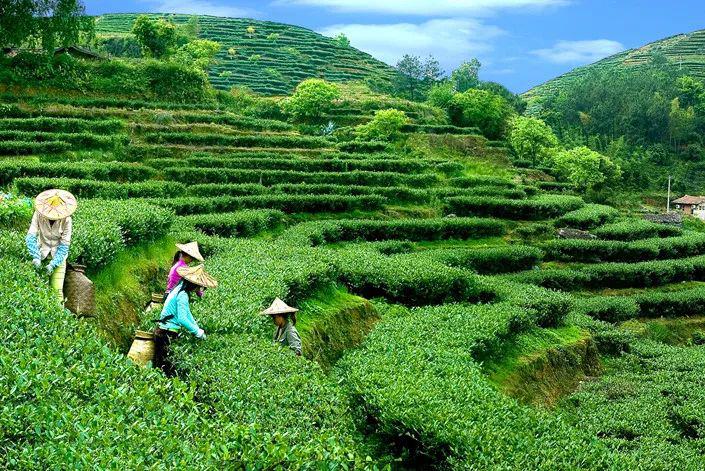 福建各级政府多举措助茶农茶企复工复产四