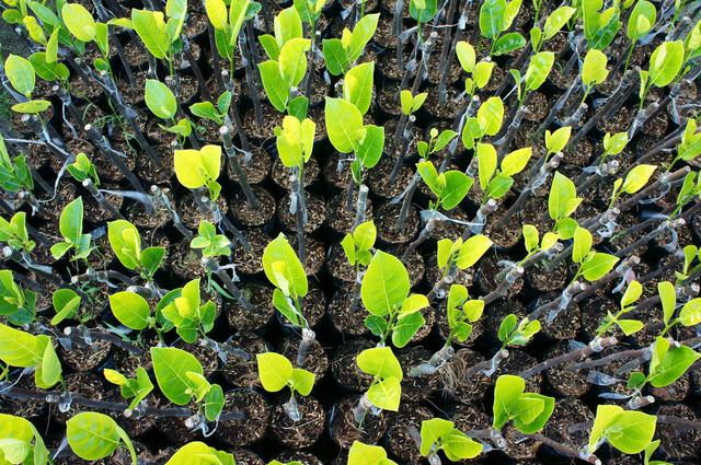 如果从春季开始嫁接果树育苗多久才能出苗圃移栽关键得看技术