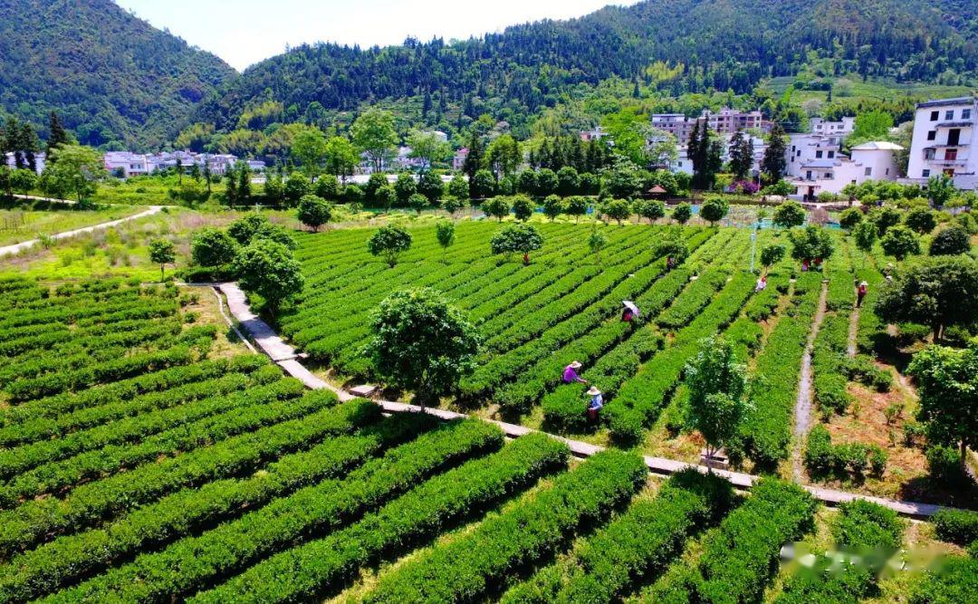 喜讯上犹获评省级绿色有机农产品示范县