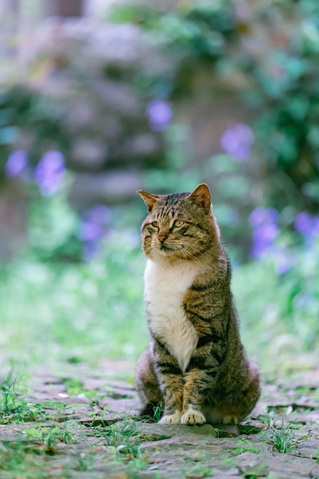 无锡鼋头渚那些春意盎然的猫猫们