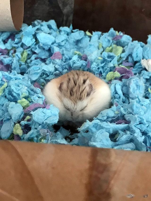 胖乎乎,软趴趴的小仓鼠,手感肯定很不错哦