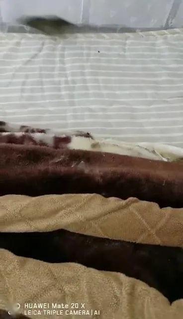 慎入佛山某大学宿舍惊现老鼠窝看完视频整个人都不好了