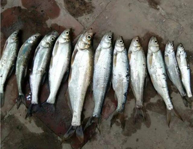 男子为解馋电死上千条鱼苗说出一堆大道理想抗拒执法