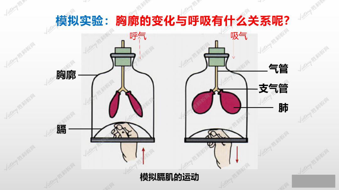 生物小课堂丨发生在肺内的气体交换