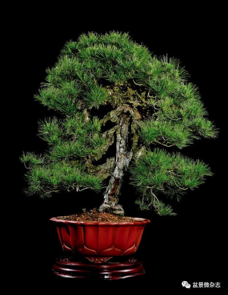 清玩之风徐徐来有感于蒋介石培育过的锦松盆景