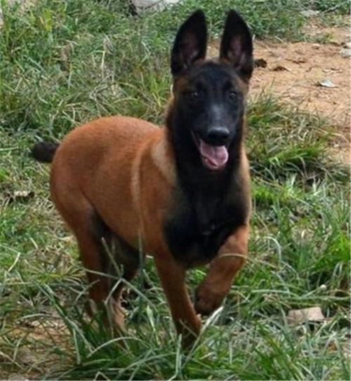 原创马犬散发出来的魅力只有养了才知道那是无法超越的霸气