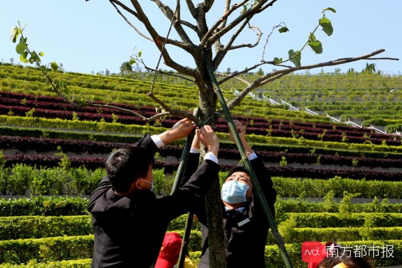 广州打造经营性墓园骨灰植树还林示范区