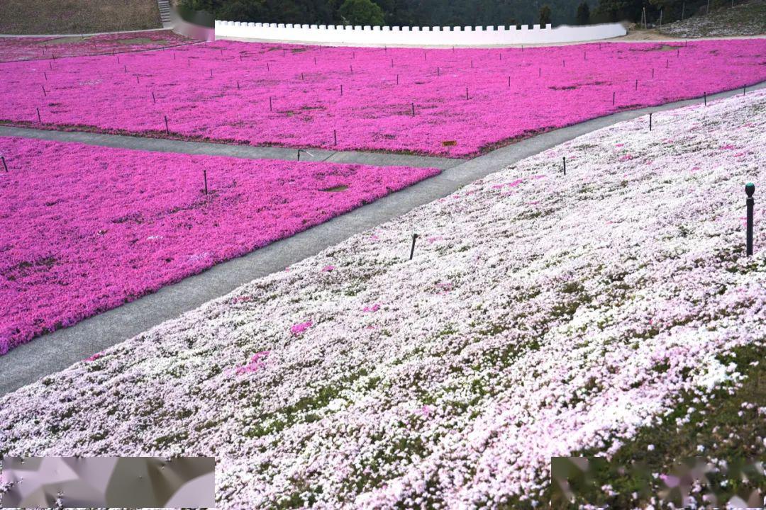 震撼怒放!宁波这片网红花海重出江湖.
