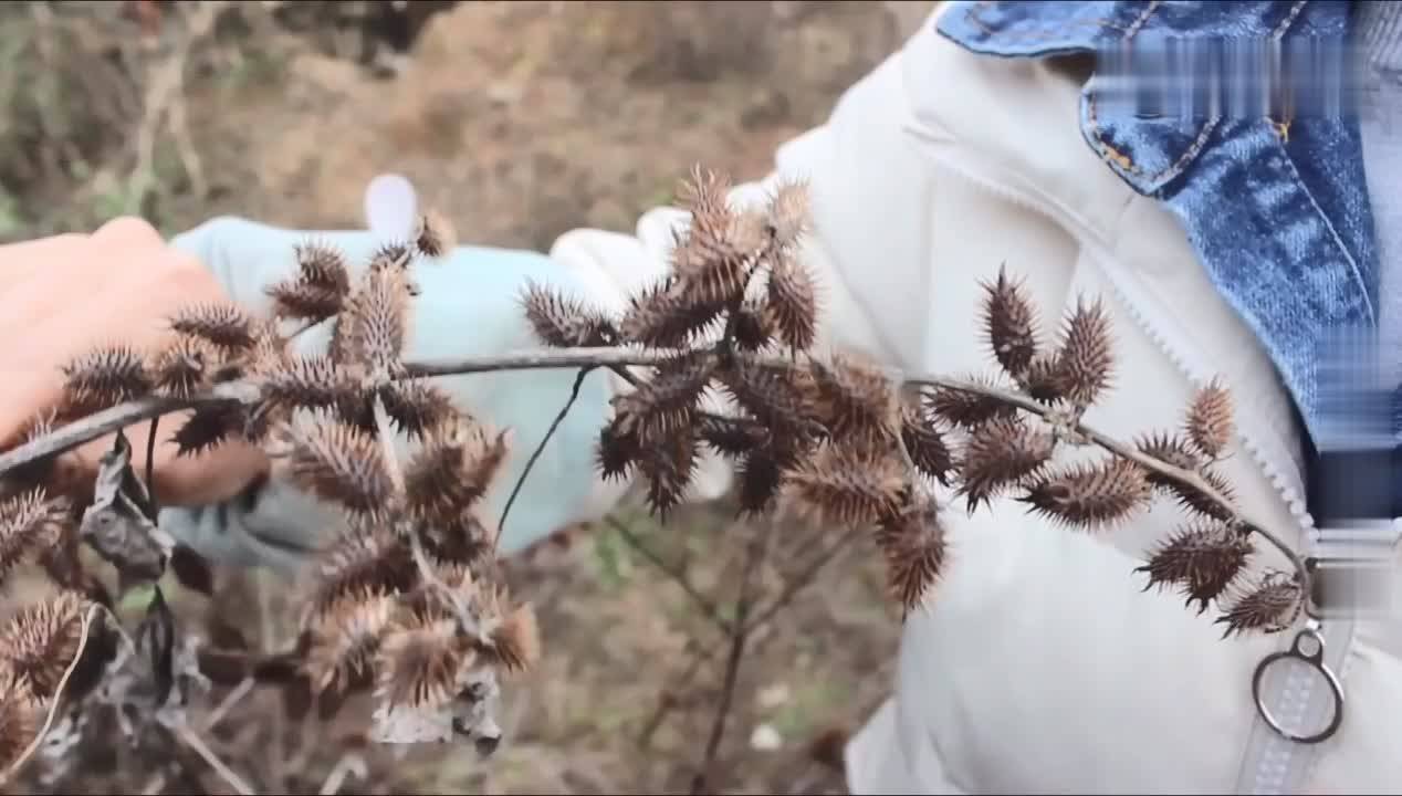 不起眼的苍耳子成了香饽饽现在很多人在采摘一起了解下