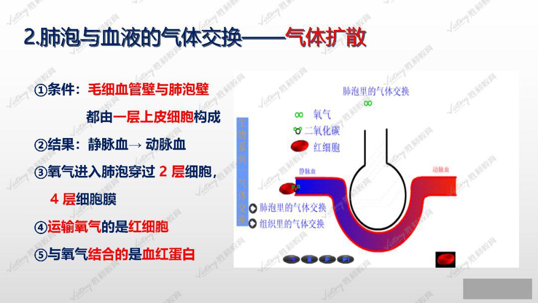 生物小课堂丨发生在肺内的气体交换