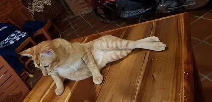 原创家里猫主子的这些奇葩姿势个个都奇奇怪怪妖娆华贵