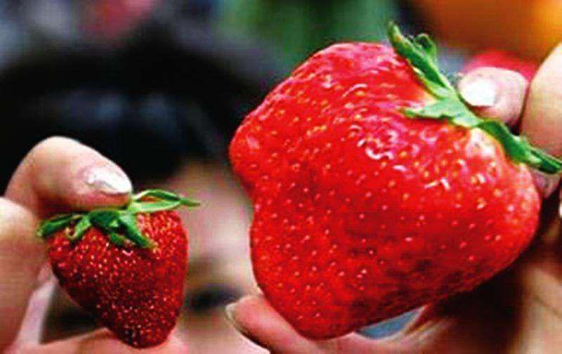 草莓护肤又减肥,所用膨大剂对人体有害吗?