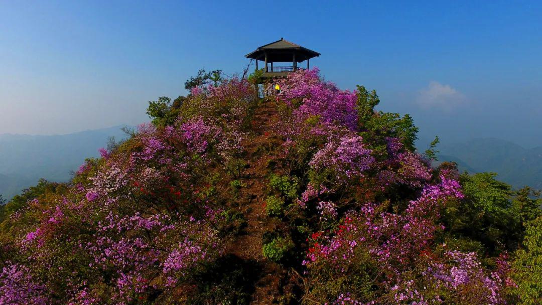 富阳代表花图片